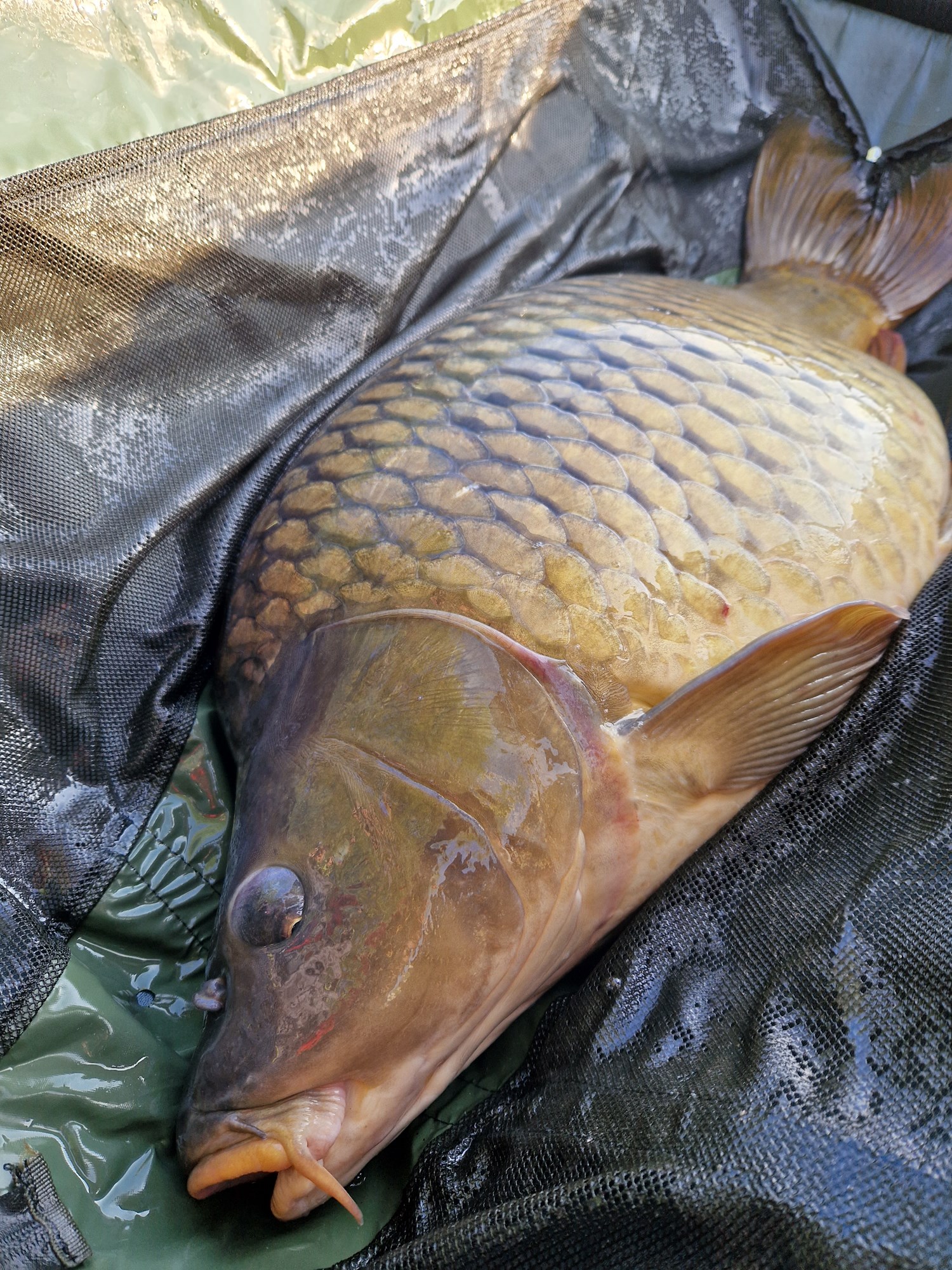 Tancabesti 13 octombrie 2022 - 20221015091542.jpg